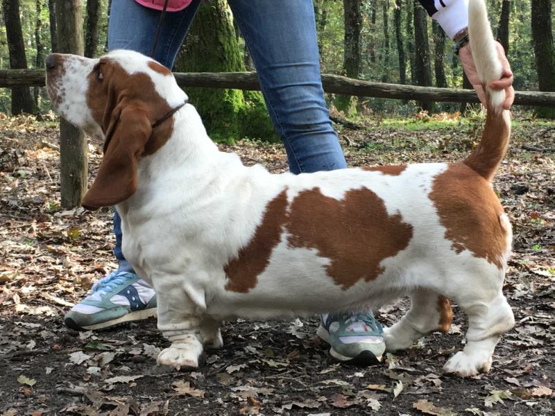 Emma Bovary Junior del Bassranch | Basset Hound 