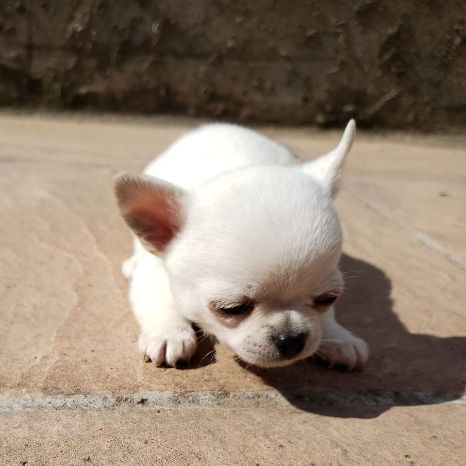 Somewhere The Rainbow De Indicami | Chihuahua 