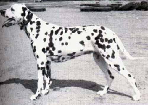 Caesands Keep Smiling | Dalmatian 