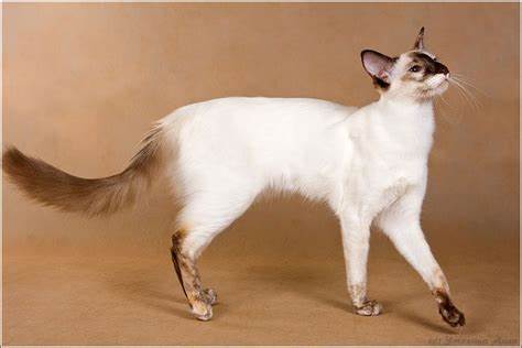 Javanese (Colorpoint Longhair)