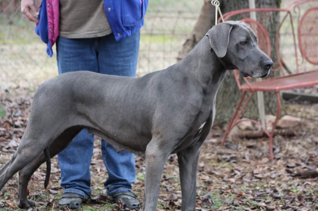 Triple”B”Blue Swayze Babe Love | Great Dane 