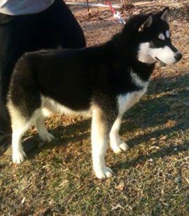 Treasured's Pretty Lil Zema | Siberian Husky 