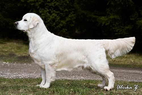 Dewmist Silverinda | Golden Retriever 