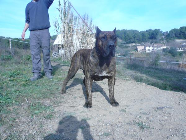 Capitan de Casa del Presa | Perro de Presa Canario 
