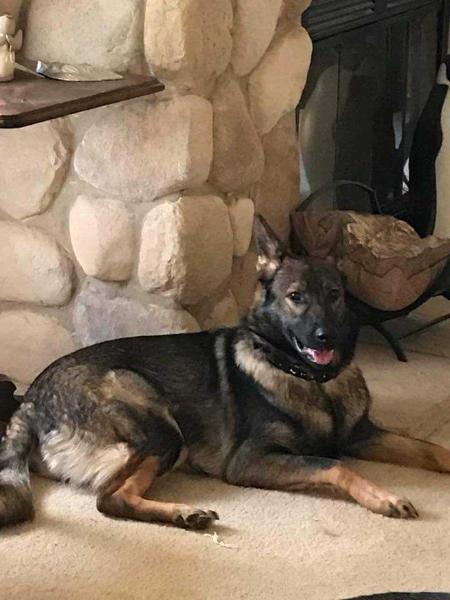 Oni Lawson Vom Cuda Haus | German Shepherd Dog 