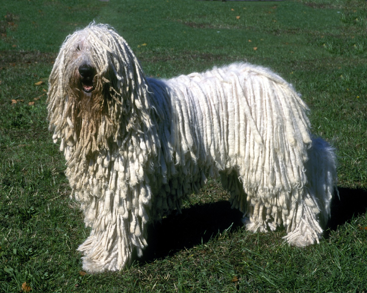 Bergamasco Sheepdog
