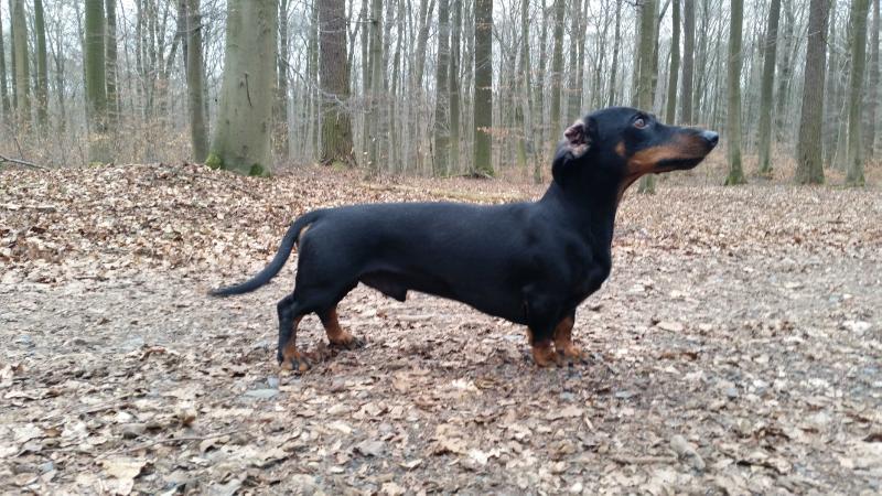 Ayk von der Starkenburg | Dachshund 