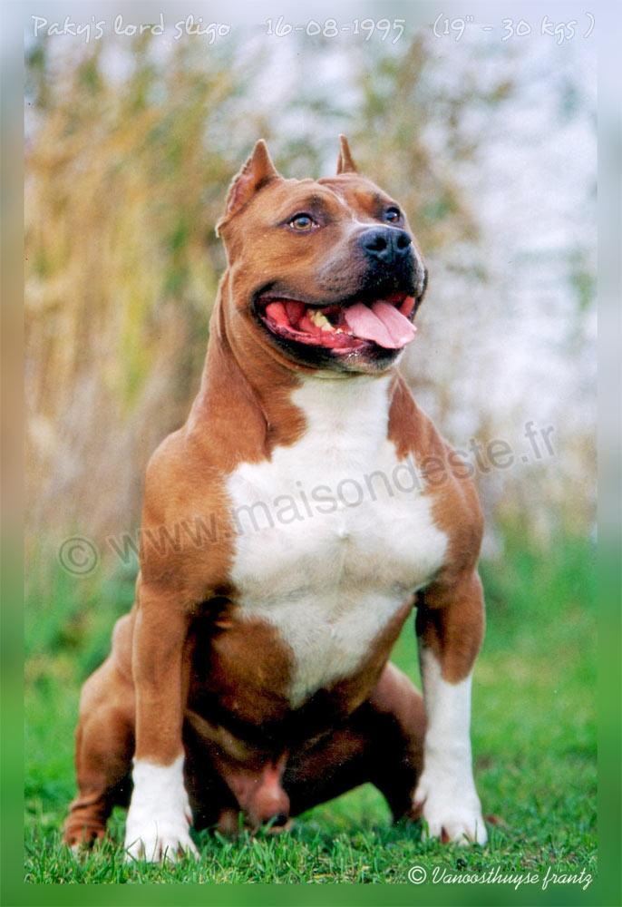 Paky's Lord Sligo | American Staffordshire Terrier 
