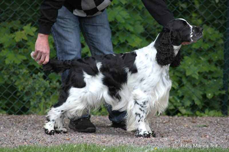 Sanques Cut to The Chase | English Springer Spaniel 