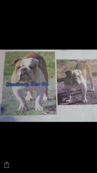 Southern Star Bo | Olde English Bulldogge 