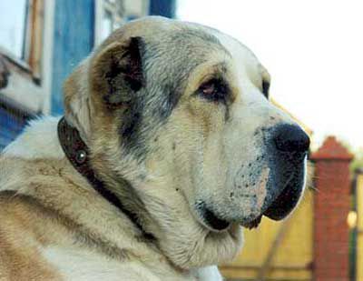 ESHKH ZAMINDAR | Central Asian Shepherd Dog 