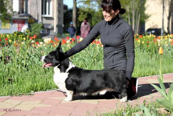 Bersar Silvan HILARRESPARK | Cardigan Welsh Corgi 