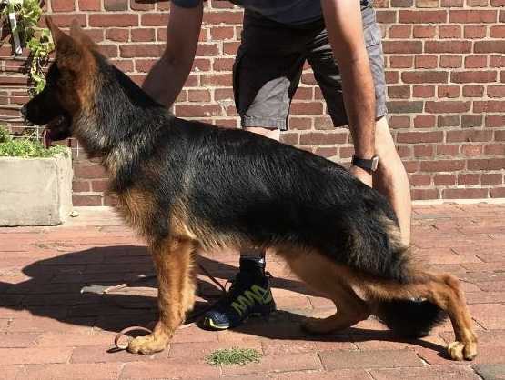 Thore von der Weißenburg | German Shepherd Dog 