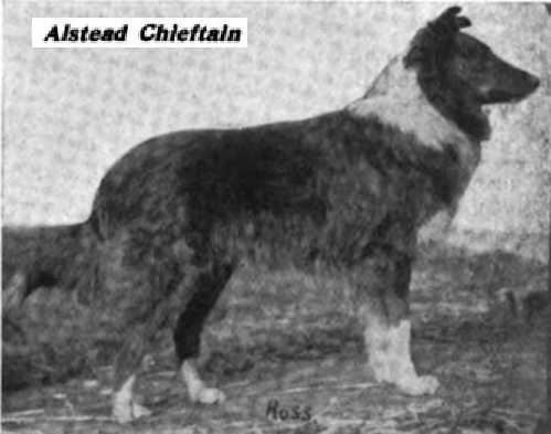 Alstead Chieftain | Rough Collie 