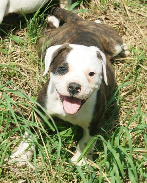 Land Rover Diskaveri | American Bulldog 