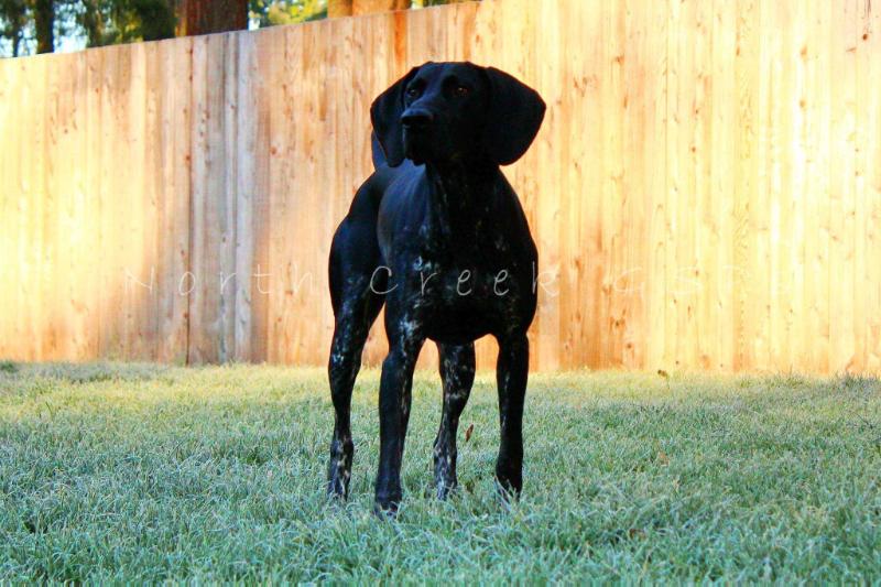 North Creek's Die Einzige Deegan | German Shorthaired Pointer 