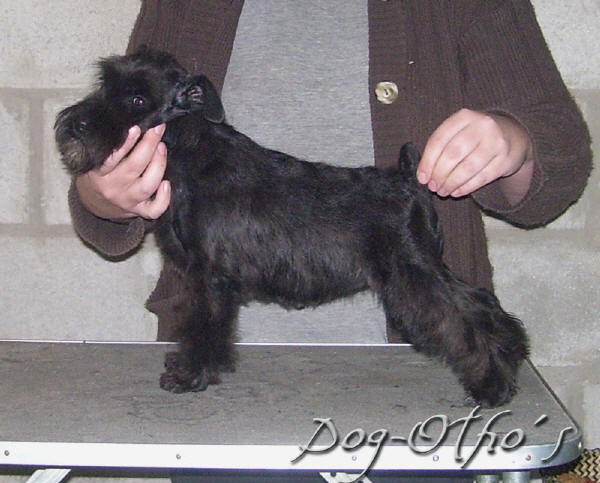 Dog-Otho`s Zambia / GT | Miniature Schnauzer 