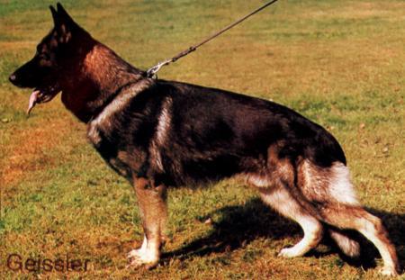 Dasty vom Hainpark | German Shepherd Dog 