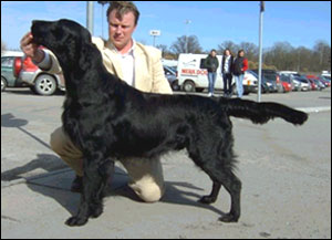 Branchalwood Aylancoll | Flat-Coated Retriever 