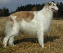 Yablonaja Valentina | Borzoi 