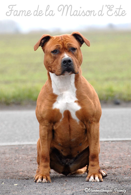 Fame De La Maison D'Este | American Staffordshire Terrier 