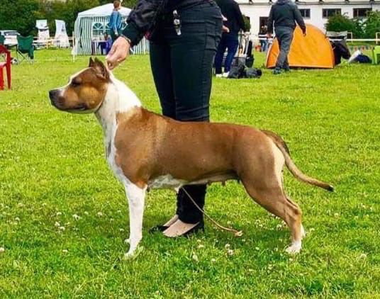 JUTTA ELUS PURE GOLD | American Staffordshire Terrier 