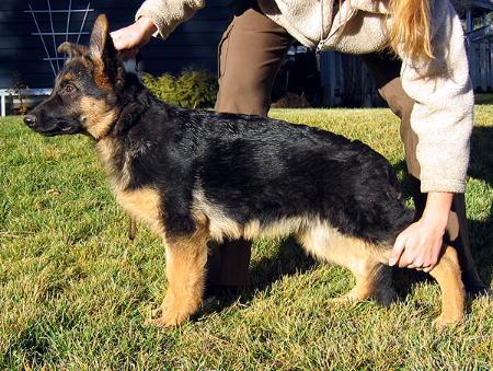 Becka von Brolan | German Shepherd Dog 