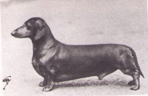 Saber of Gera | Dachshund 