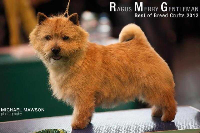 RAGUS MERRY GENTLEMAN | Norwich Terrier 