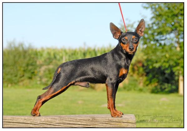 ESQUIMAU du Fort Napoléon trois | Miniature Pinscher 