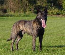 Delambree Vittorio Wapini Von Folge | Dutch Shepherd 