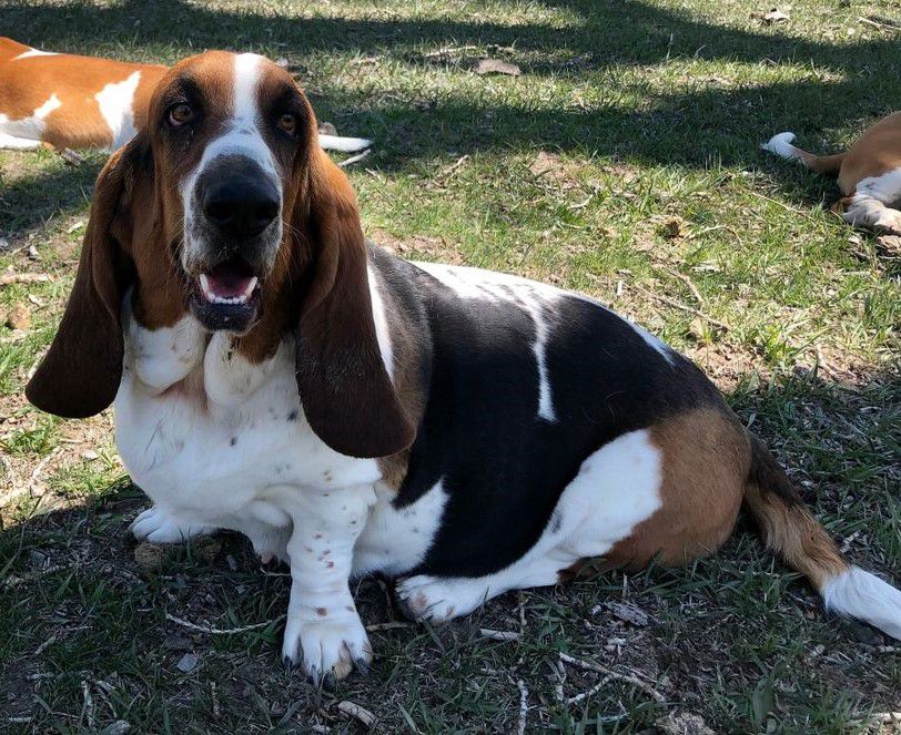 Clarabelle Christensen | Basset Hound 