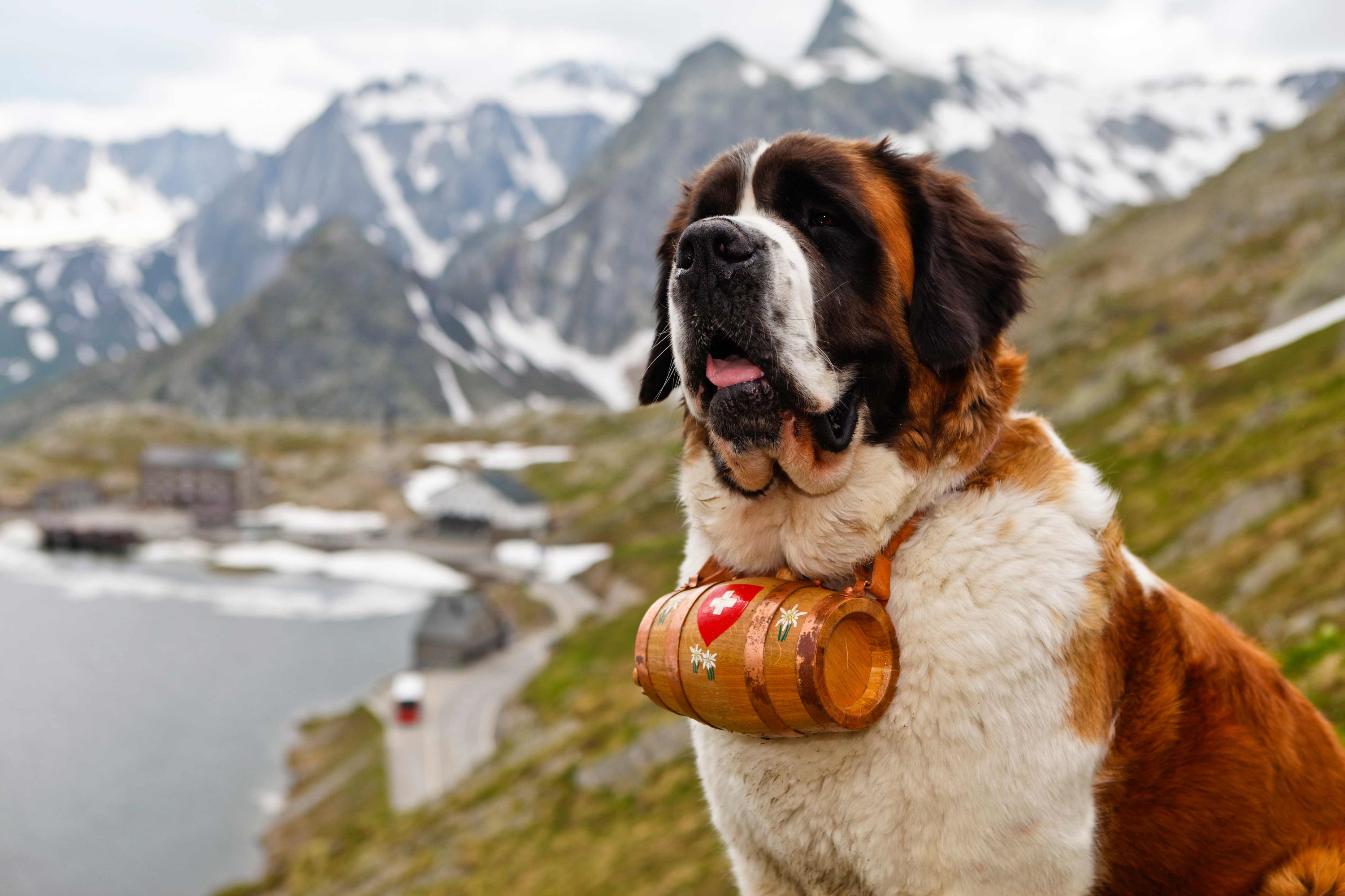 Saint Bernard