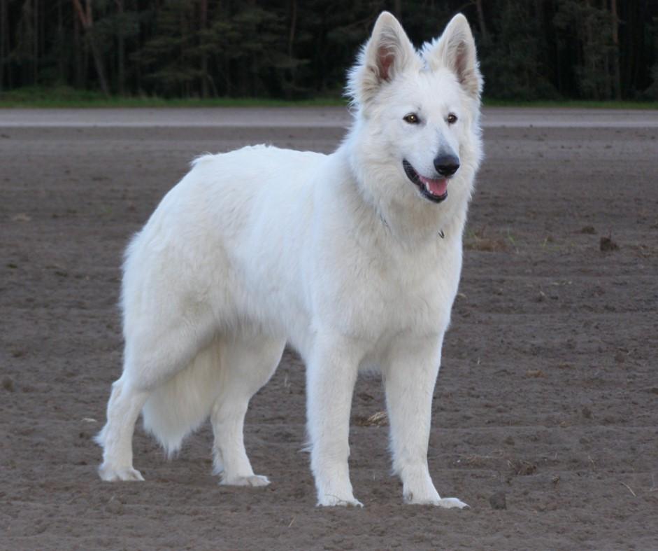 Sandy AKBO - Parchovany | White Swiss Shepherd Dog 