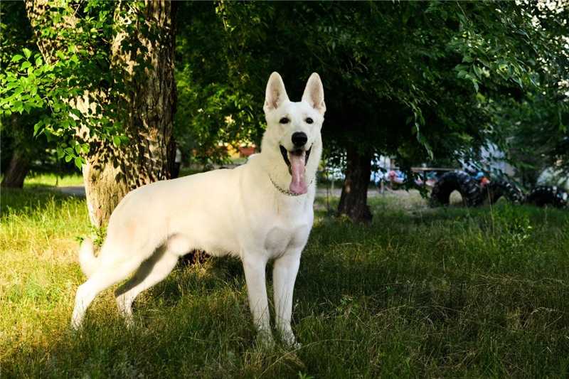 FIELISS HAGRID HRABROE SERDCE | White Swiss Shepherd Dog 