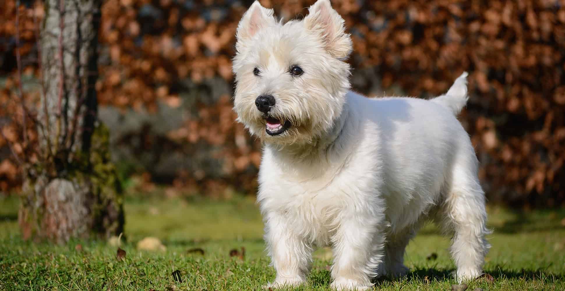 West Highland White Terrier