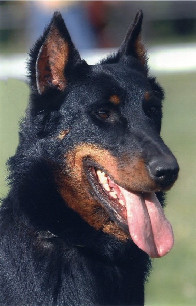 Unesca des Assiers | Beauceron 