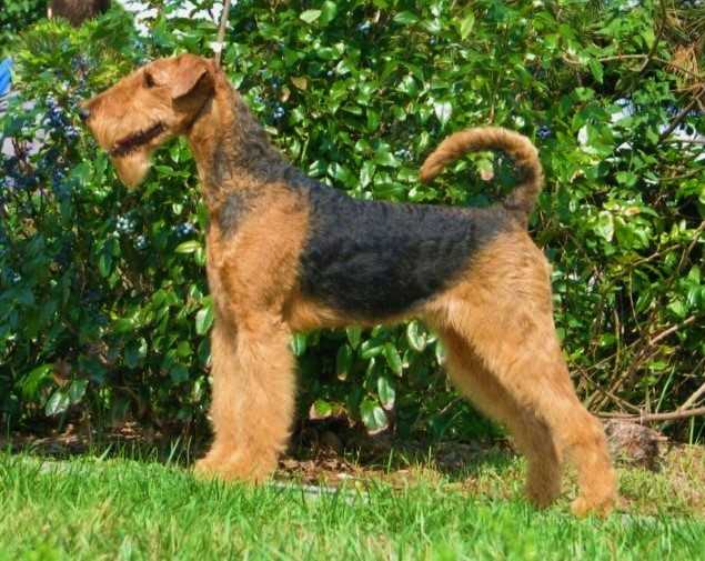 Elting Zheneva | Airedale Terrier 