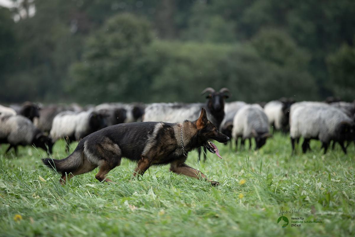 Finn	vom Schäferhut | German Shepherd Dog 