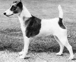 Newmaidley Dutiful | Smooth Fox Terrier 