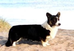 Yardican Highland Heart | Cardigan Welsh Corgi 