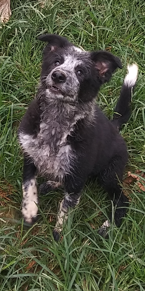 PBK Teeter | Border Collie 