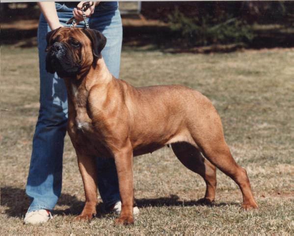 Tailwynde's Trish the Dish | Bullmastiff 