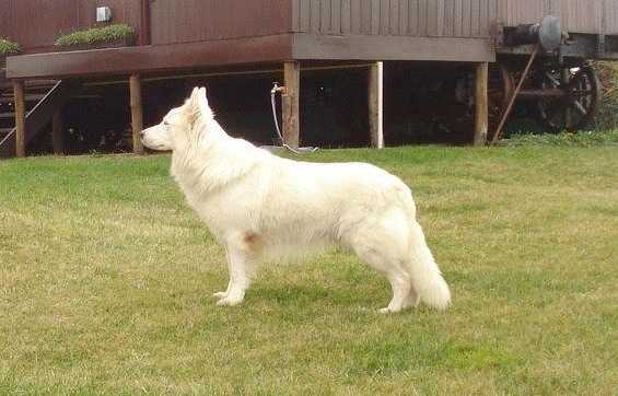 Tosh White Shadow | White Swiss Shepherd Dog 