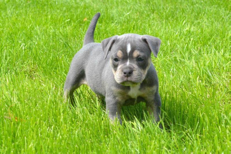 Flinstone Bulls Anastasia | Olde English Bulldogge 