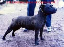 Jumping Bean Of Grenoside | Staffordshire Bull Terrier 