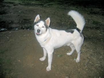 Spot Of Heavenly Huskies | Siberian Husky 