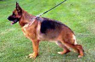 Locca  Gim | German Shepherd Dog 