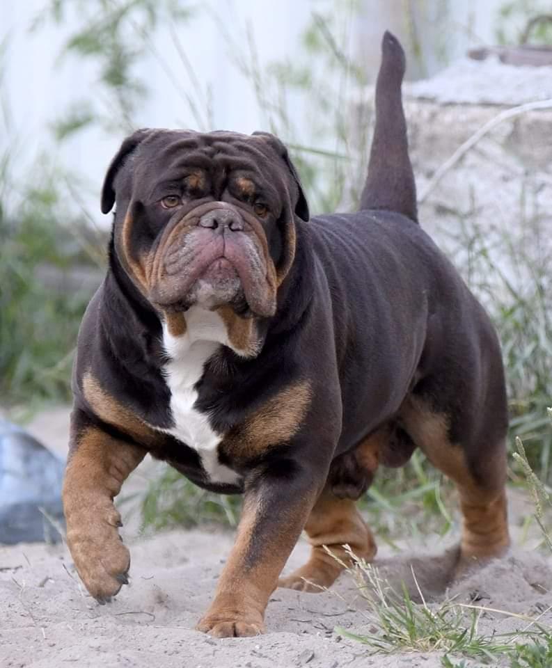 Bullforce Skyline for Skylinebulls | Olde English Bulldogge 