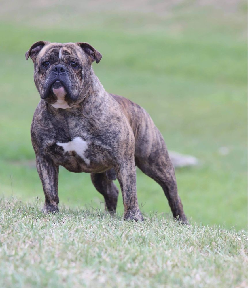 KHAOS' THE HUNT IS ON aka: PREDATOR | Olde English Bulldogge 